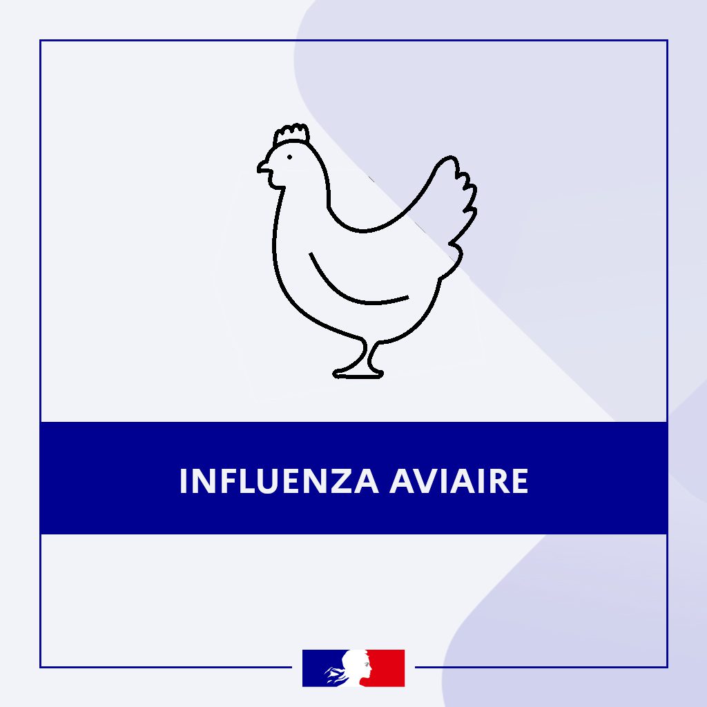INFLUENZA AVIAIRE, NIVEAU ÉLEVÉ !!